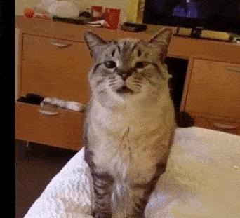 猫咪哪种打喷嚏情况需要注意,猫咪打喷嚏需要注意什么