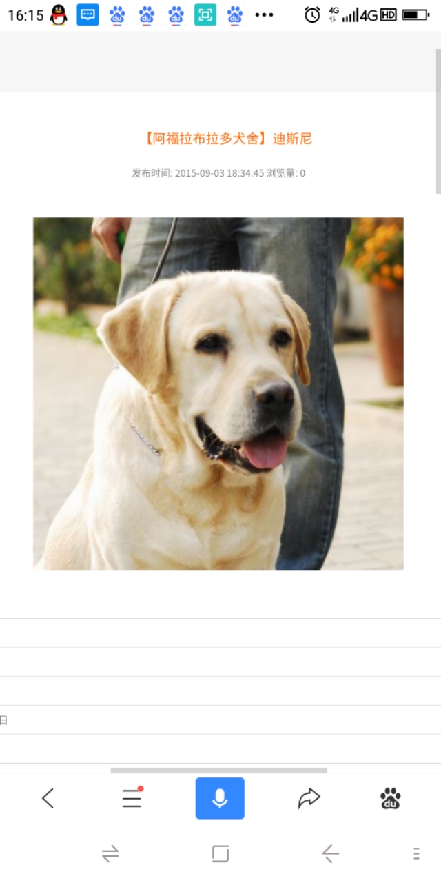 英系与美系金毛和拉布拉多,拉布拉多分为美系和德系英系