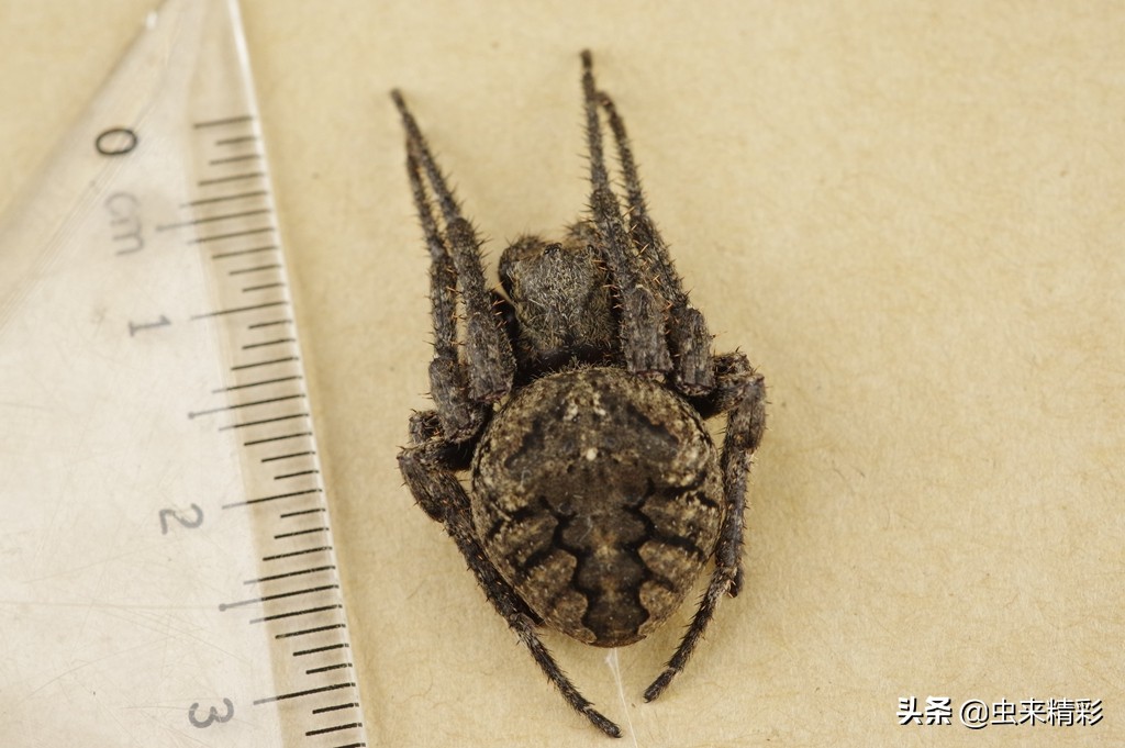 养小蜘蛛的第1天,大腹圆蛛蜕皮过程