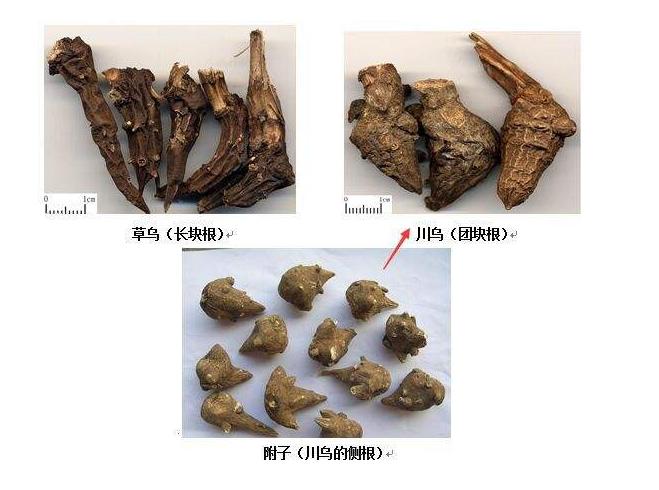 附子和川乌草乌功效区别,附子川乌草乌的关系及减毒方式