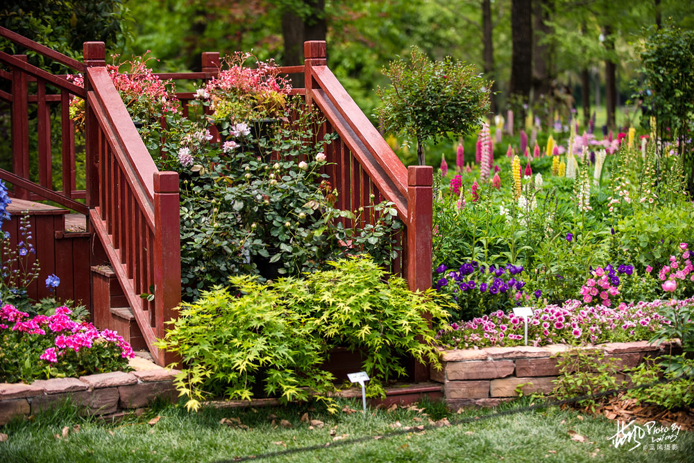 上海国际花展一览表,上海国际花展一览