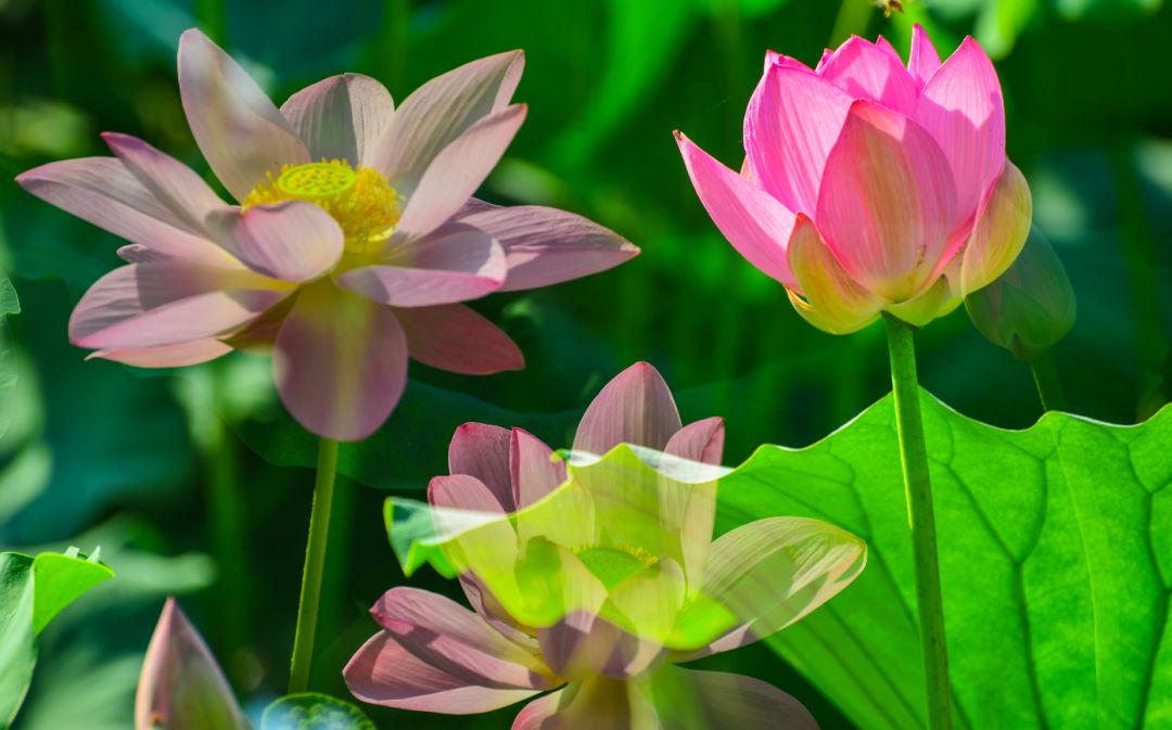 夏季最美荷花在哪里,山东最漂亮的荷花