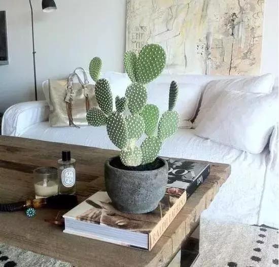 有没有吸甲醛室内植物,室内甲醛超标植物会怎样