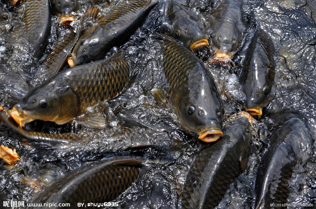 常见的鱼类习性知道怎么让它上钩