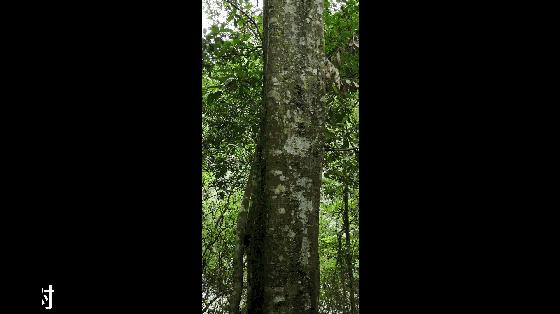 贺州姑婆山景区国家森林公园,贺州姑婆山森林公园路线