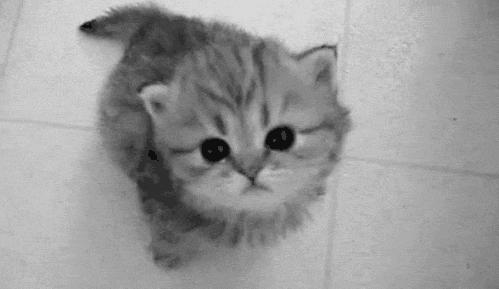 猫为什么会打呼噜？而且人类听了还特别爽？抖m吗？