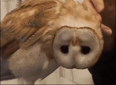 让人惊奇冷知识：“衣冠*兽禽**”竟然是夸人