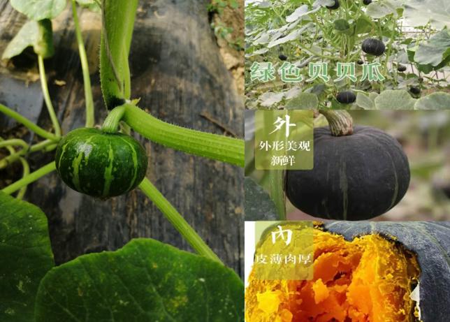 贝贝南瓜种植技术及种植时间,种植南瓜的管理方法和技术视频