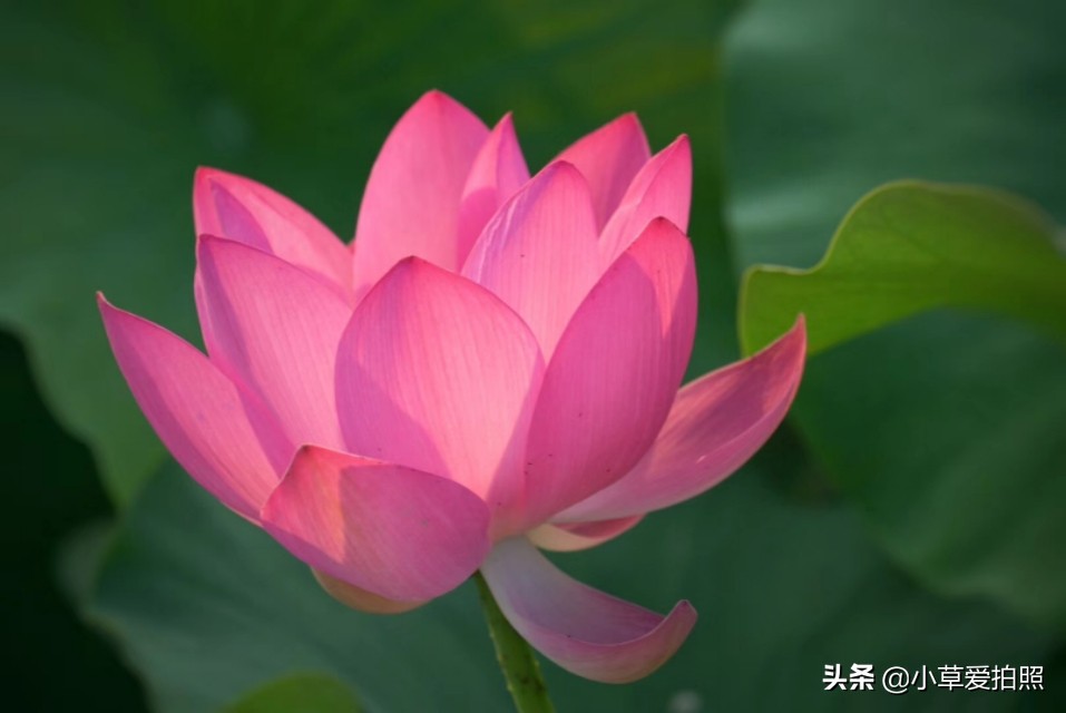 威海夏晨荷图片,金秋十月威海羊亭湿地公园美醉了