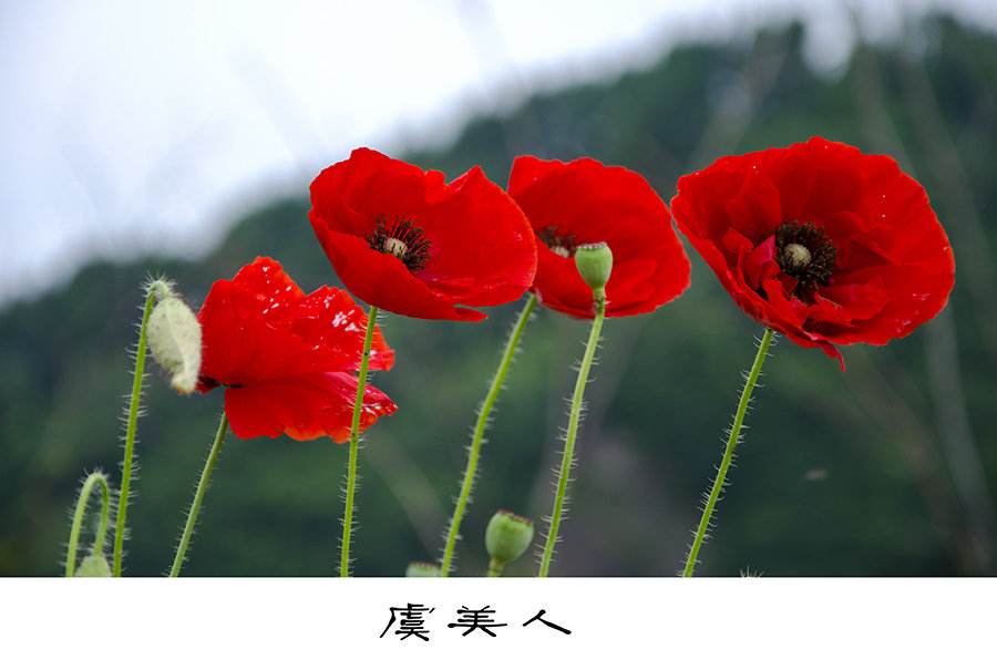 每朵花都有一个感人的爱情故事,每一朵花都藏着一个感人的故事