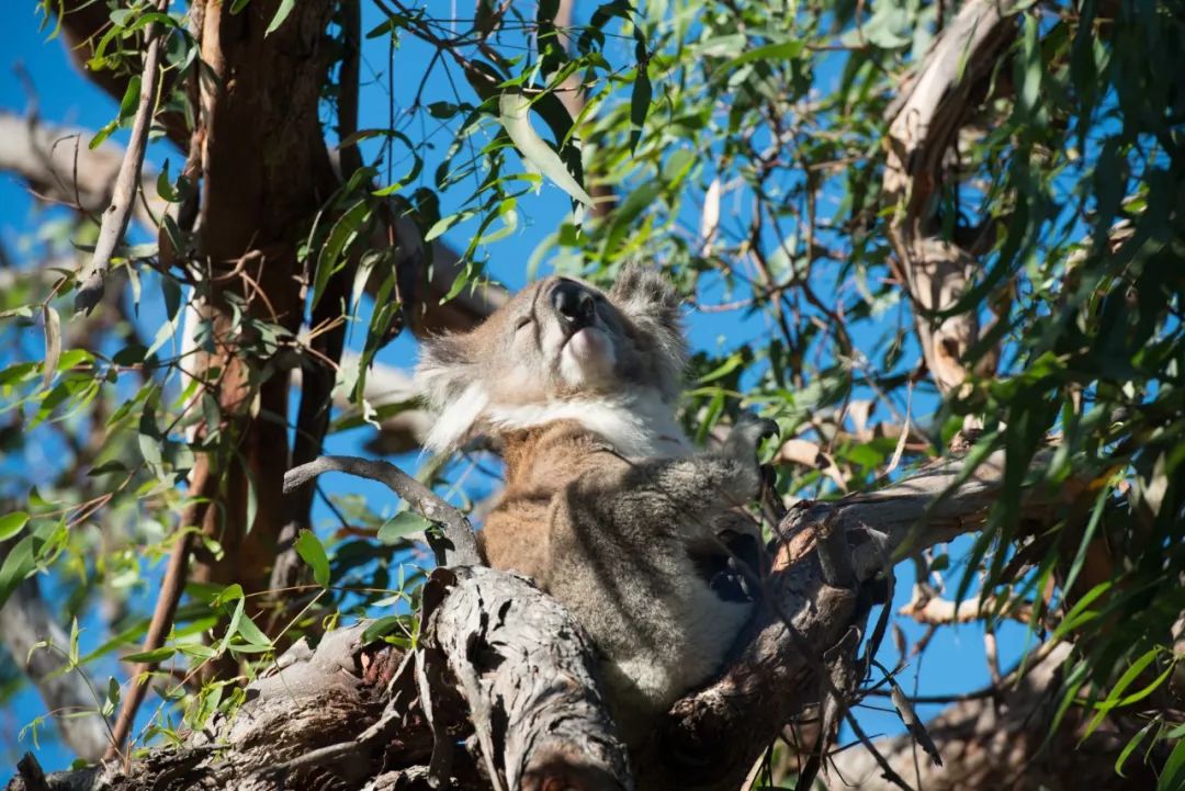 悉尼到阿德莱德自驾游,澳大利亚阿德莱德悉尼距离