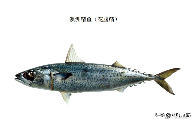 挪威鲭花鱼和日本鲭花鱼,真鲭鱼和胡麻鲭鱼的区别