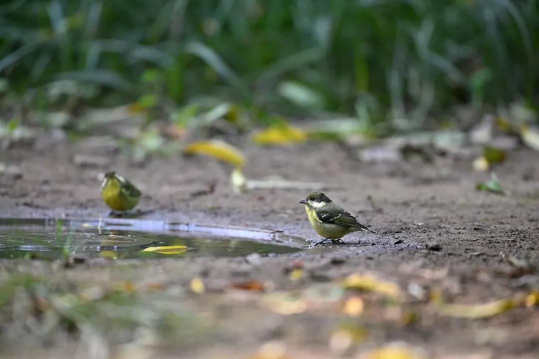 尼康z9旗舰相机详细评测,尼康z9机身的无损变焦功能