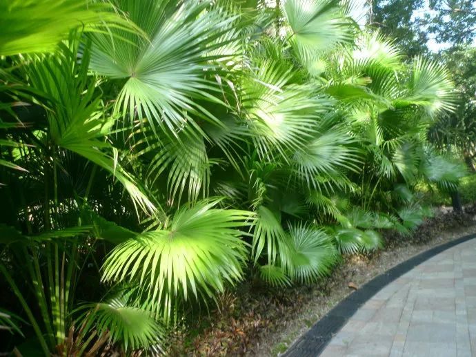 100种常见观叶植物图鉴史上最全,农村常见的100种植物