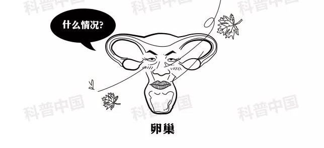 正经科普！避孕药在体内究竟经历了什么…