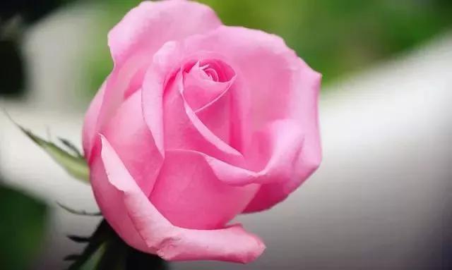 100种玫瑰花品种大全,玫瑰花有哪些品种大全