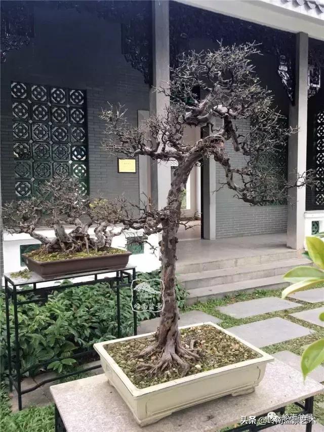 最美的100盆雀梅盆景,雀梅盆景第一年修剪视频