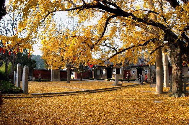 国家地理100个最美景观摄影点,全国银杏观赏地图