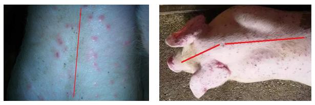 猪身上长了几百个“红疙瘩”，难道是蚊子叮的？