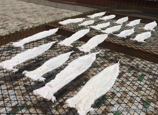 什么是鱼胶？鱼泡是怎样成为鱼胶的，整个蜕变中你不知道的秘密