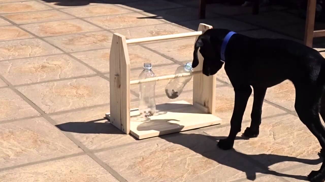 鍑忚交鐙楃嫍鍒嗙鐒﹁檻璁粌,鍙互璁╃嫍鐙楀揩涔愭垚闀跨殑鐜╁叿