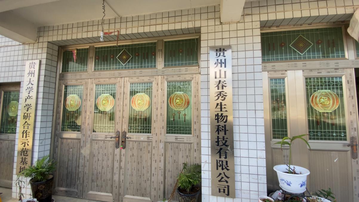 开阳县电子商务公共服务中心来到顶方村黄精种植基地