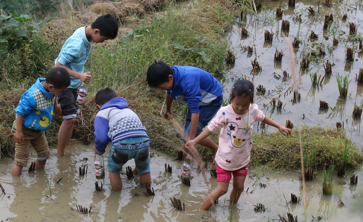 田里泥鳅有什么现象,野生泥鳅和养殖泥鳅的功效