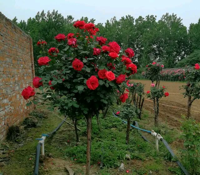 养一株树状月季一次开花好几百朵,树状月季开花耷拉头