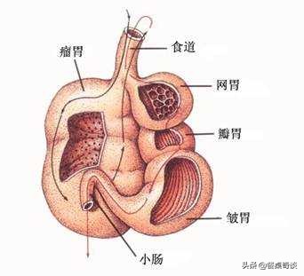 牛肚毛肚百叶黄喉的区别,牛肚百叶黄喉火锅
