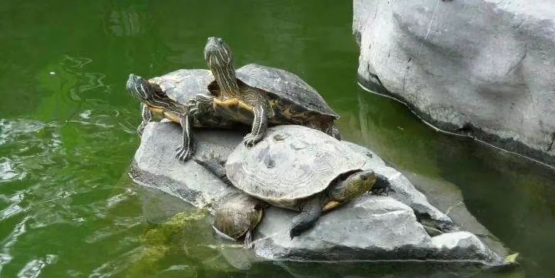 十大最常见的宠物龟,最灵性的宠物龟