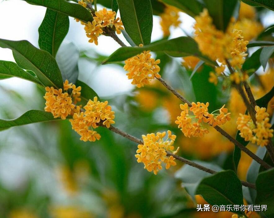 中国各城市市花图片简介,各个城市的市花有哪些