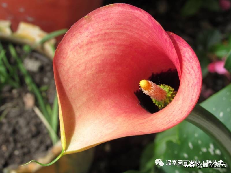 马蹄莲栽培育种历史,马蹄莲怎样控苗徒长