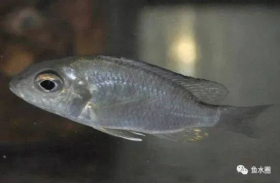 三湖慈鲷马鲷孔雀鱼多久发色,三湖慈鲷鱼之马鲷鱼