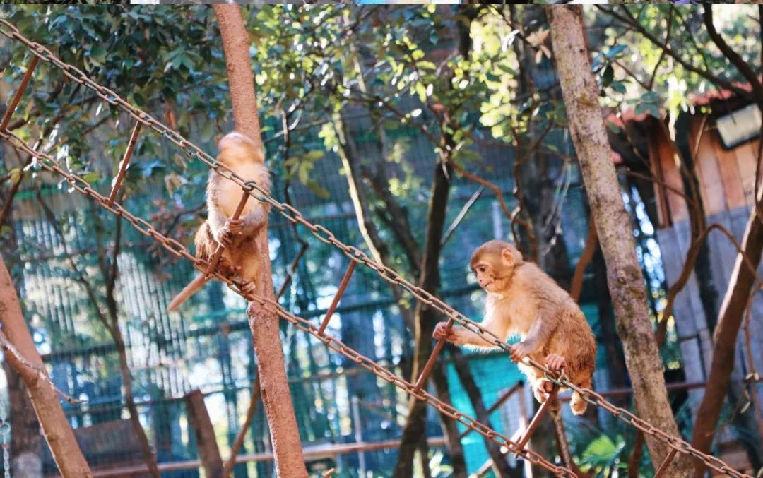 无法离昆，就地过年！昆明亲子游推荐路线重磅来袭！花样过牛年