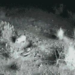 可爱的沙漠小跳鼠,米老鼠沙漠跳鼠