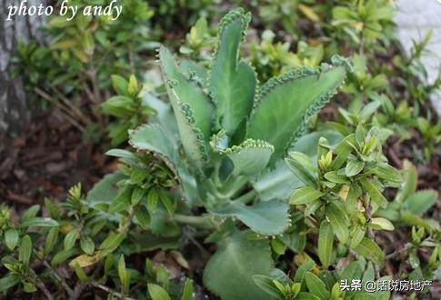 养好花六大关键十年养花经验总结,各种花卉养花技巧知识大全合集