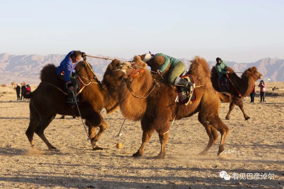 戈壁红驼，乌拉特草原上的珍珠