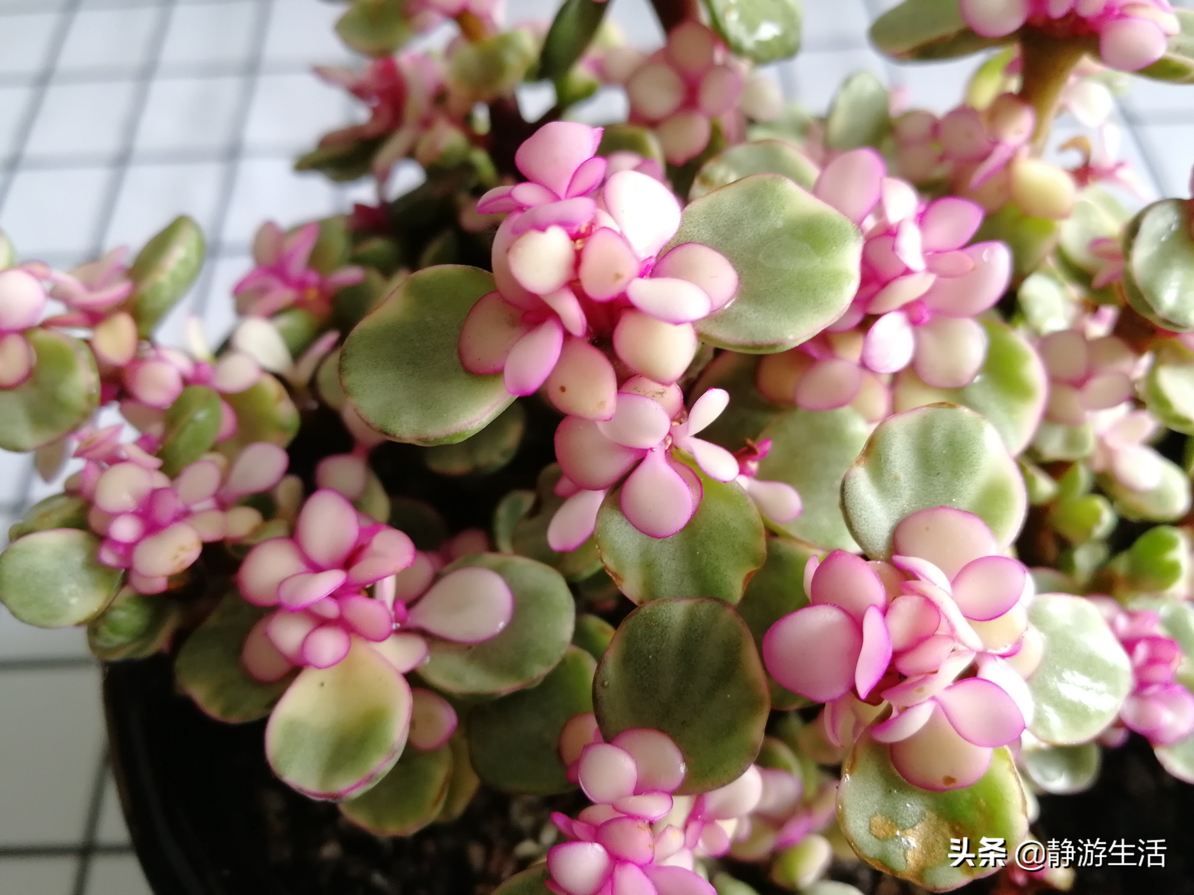 雅乐之舞，这飞扬在尘世间的灵动舞者