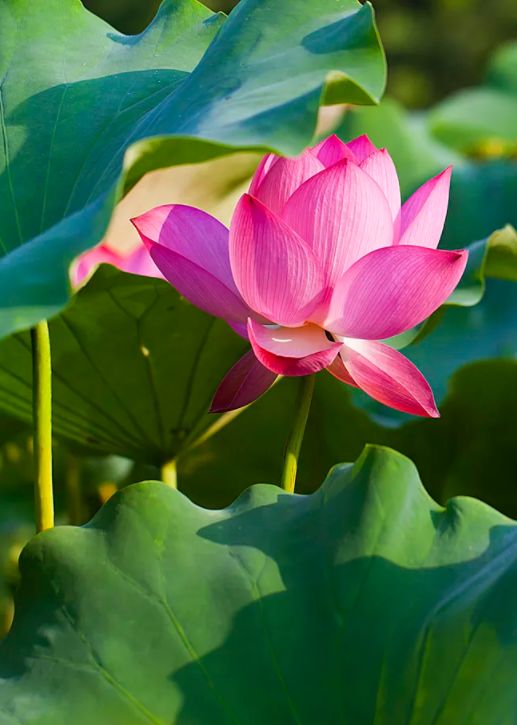 中国水墨荷花欣赏映日荷花别样红,映日荷花别样红写的是哪里的荷花