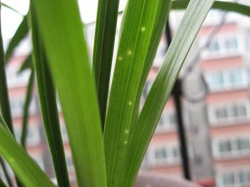 石斛兰花上有黄点什么原因,栽种的兰花进50天了为什么叶片黄