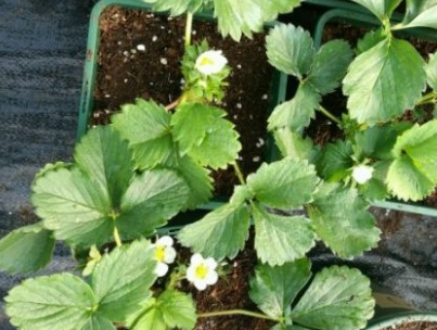 草莓苗什么品种好种植,草莓苗种植方法全过程卡通视频