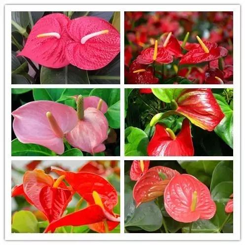 100种常见花卉资料大全,常见100种花卉介绍图片