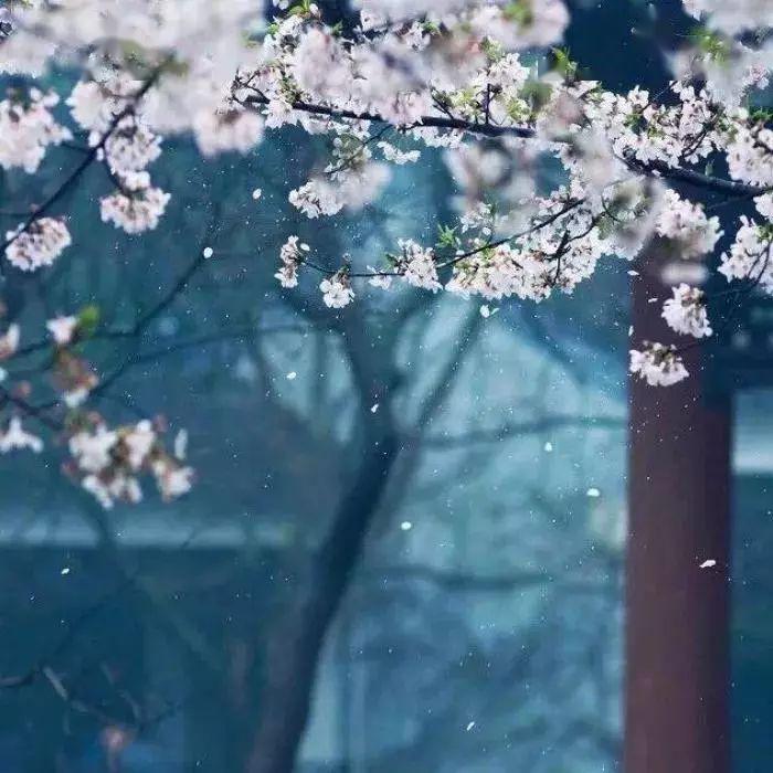 流年过往莫被辜负,经历了世事沧桑还能待你如初