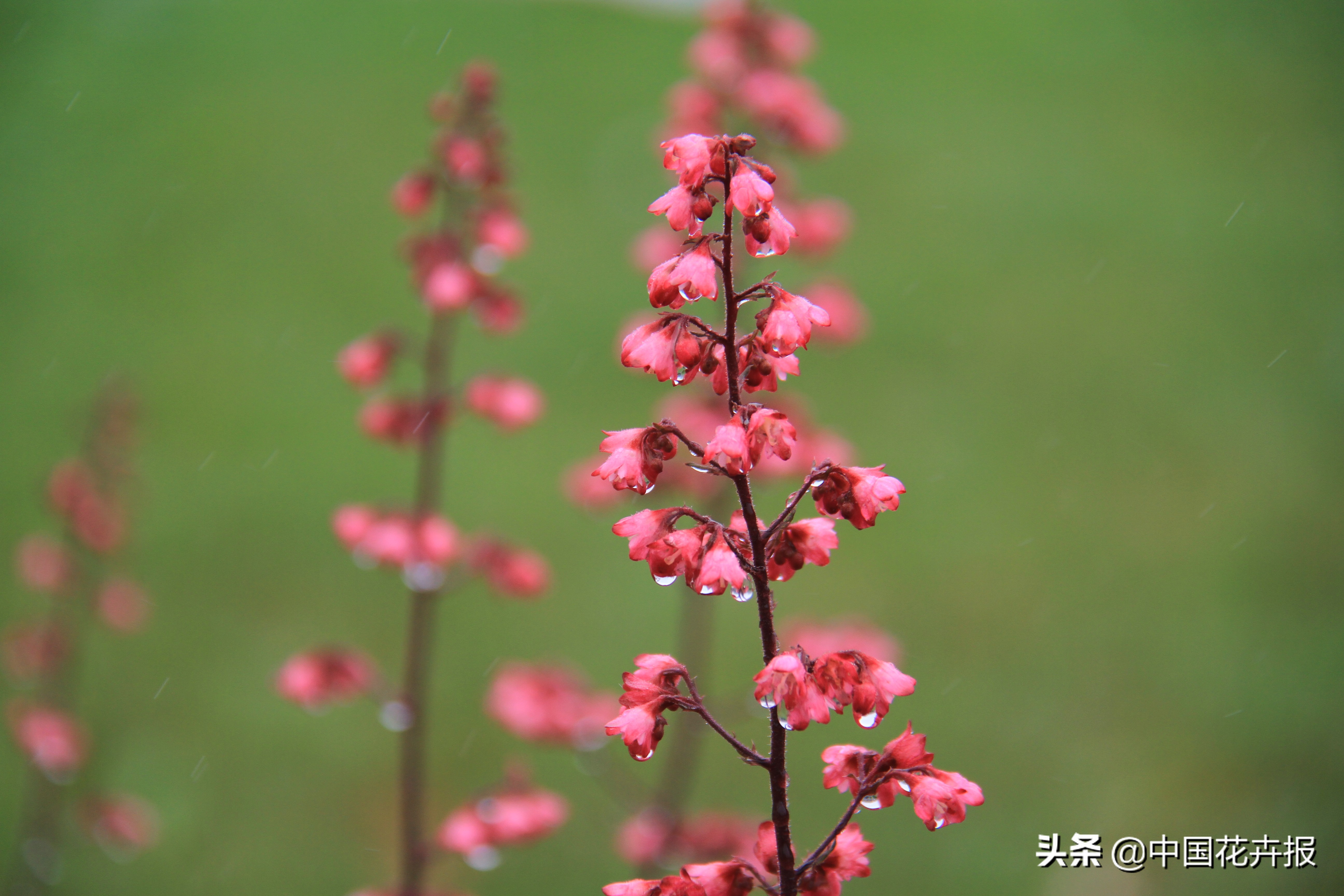 花园必备植物大全,花园常用植物科普