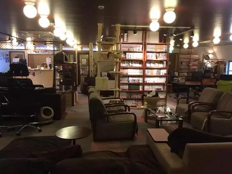 可以撸羊驼撸猫撸狗的咖啡厅,猫咖咖啡馆买猫