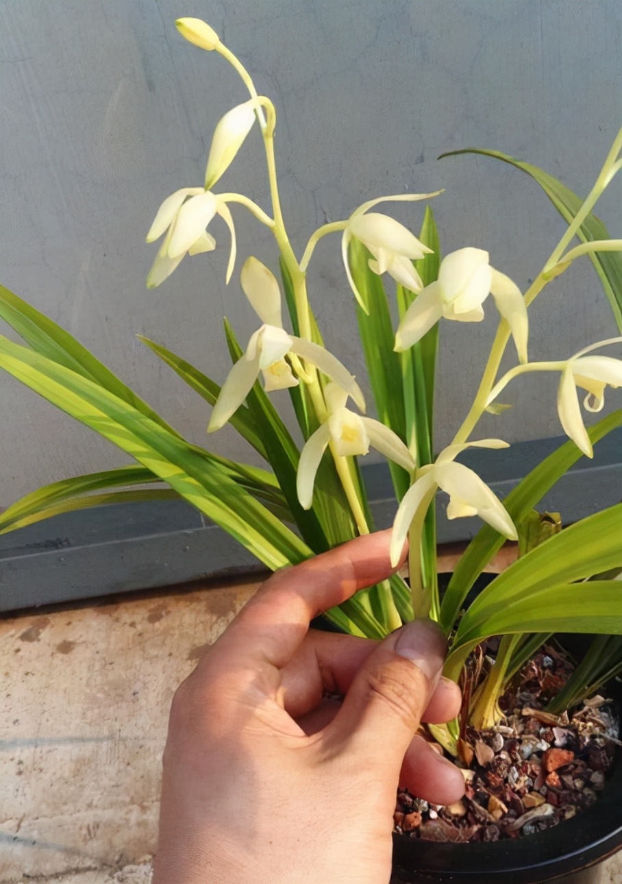 春节前后开花又有兰香的兰花,好养又好看又香又便宜的兰花品种