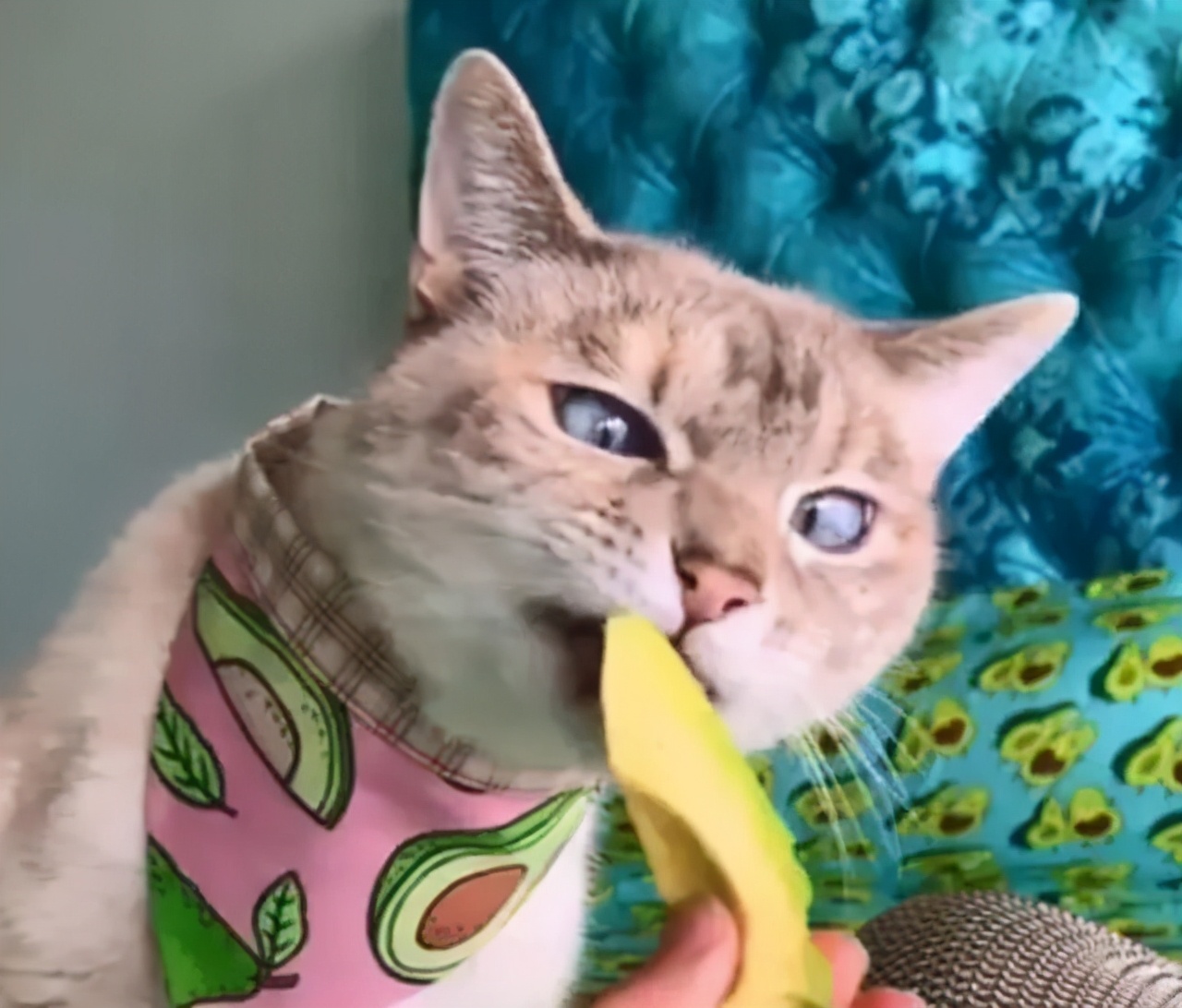 养猫人越早知道这些对猫咪越好,养猫技巧猫咪生活小常识猫咪饮食