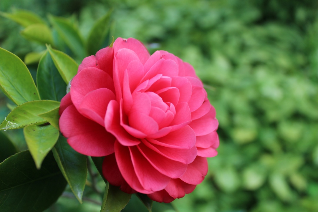 子夜的七律诗词,子夜诗七律190首