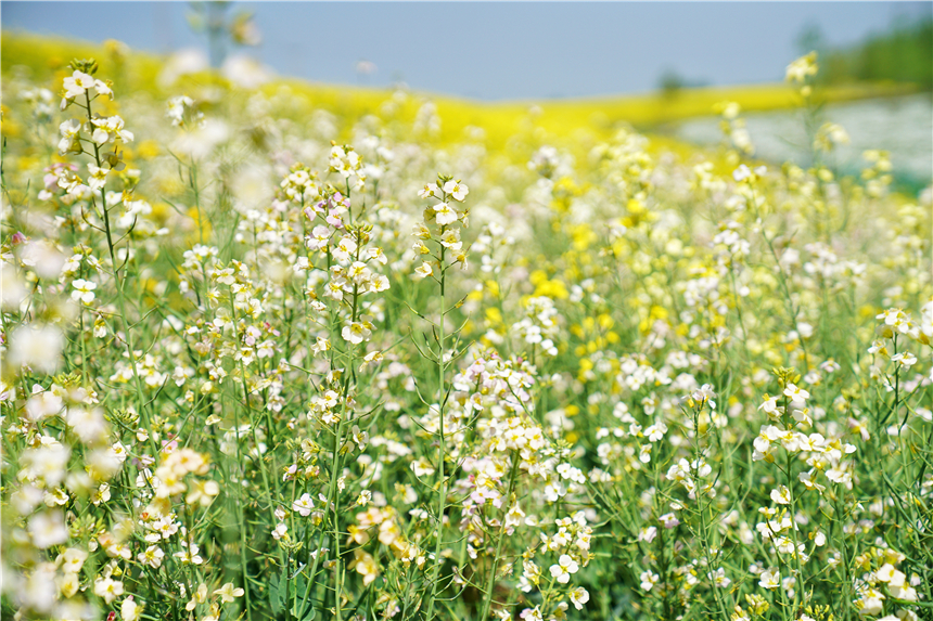 我和宿州有个约会，一场花事，一次慢旅行，探寻最烟火的宿州味道