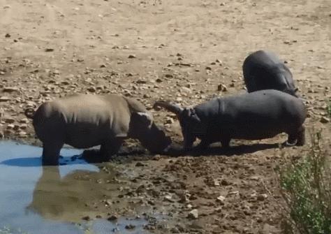 犀牛角为什么要提前锯掉,为什么要把犀牛角割下来